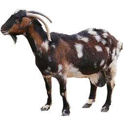 Majorera Goat